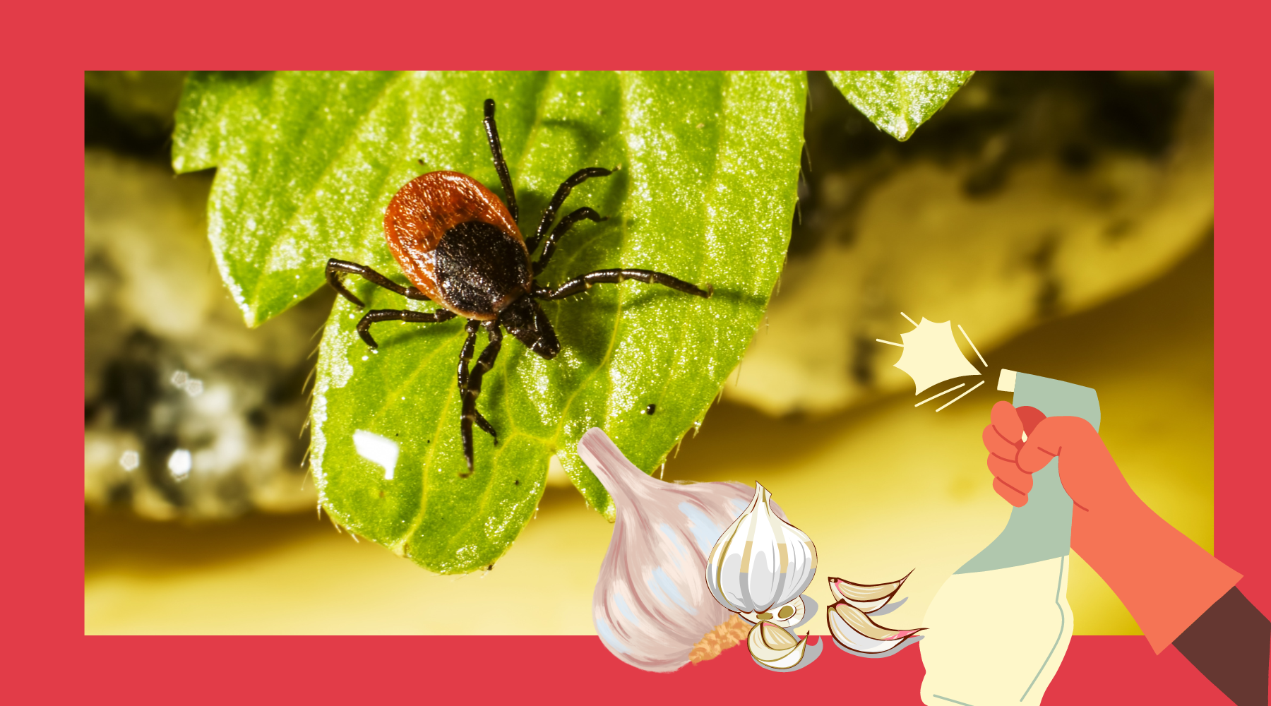 Garlic Spray for Ticks Pest Supply Canada