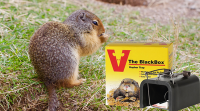 How to Trap a Gopher Using Victor Black Box Gopher Trap