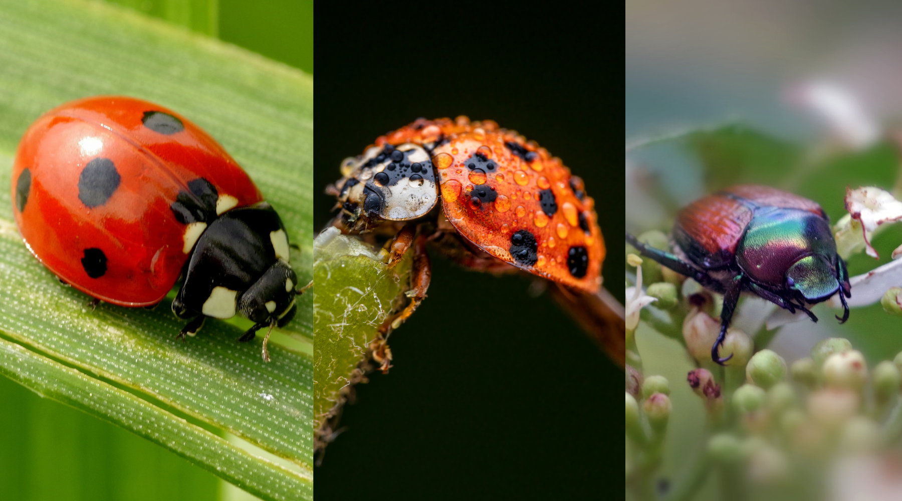 Ladybug vs Asian Lady Beetles - Cascade Pest Control