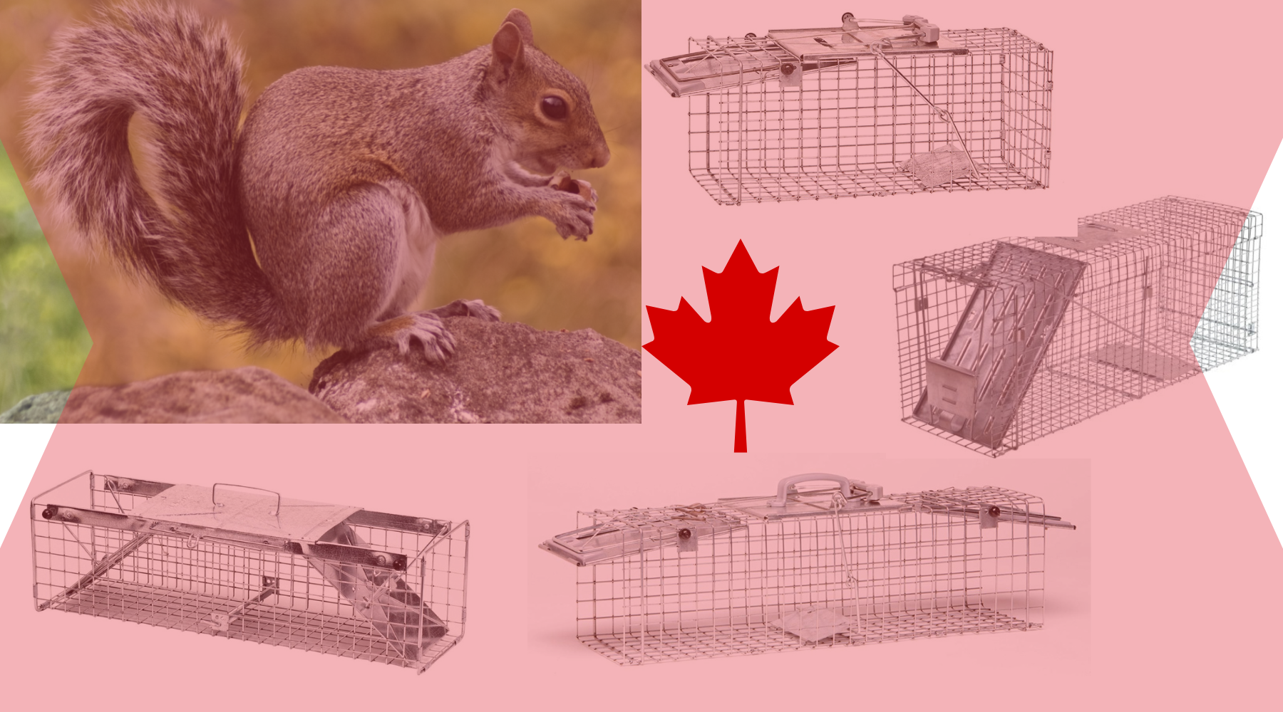 flying squirrel trap, flying squirrel traps, flying squirrel cage, flying  squirrel cages, flying squirrel trapping, flying squirrel removal, flying  squirrel equipment, flying squirrel control, nuisance flying squirrel,  flying squirrel box, flying squirrel