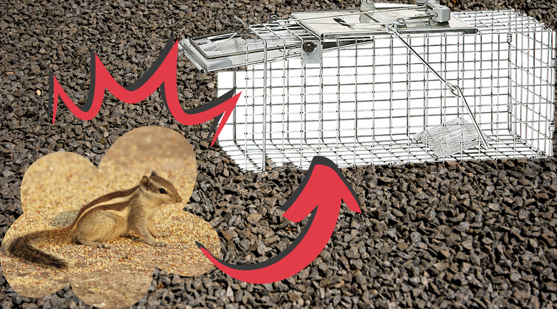 A better chipmunk trap 