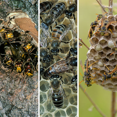 Hornets, Bees, and Wasps Nests Identification