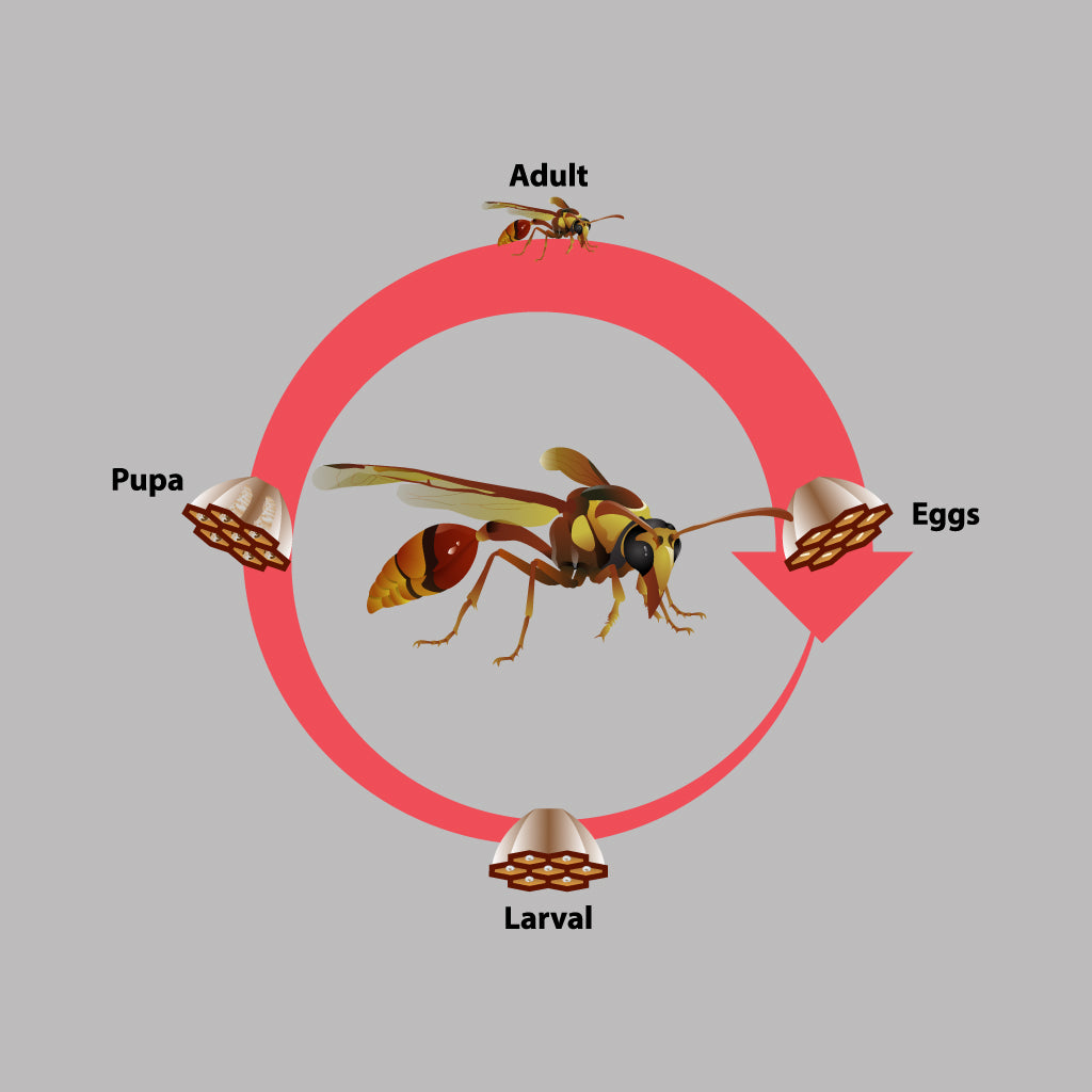 Life Cycle Of Wasps And Hornets Pest Supply Canada