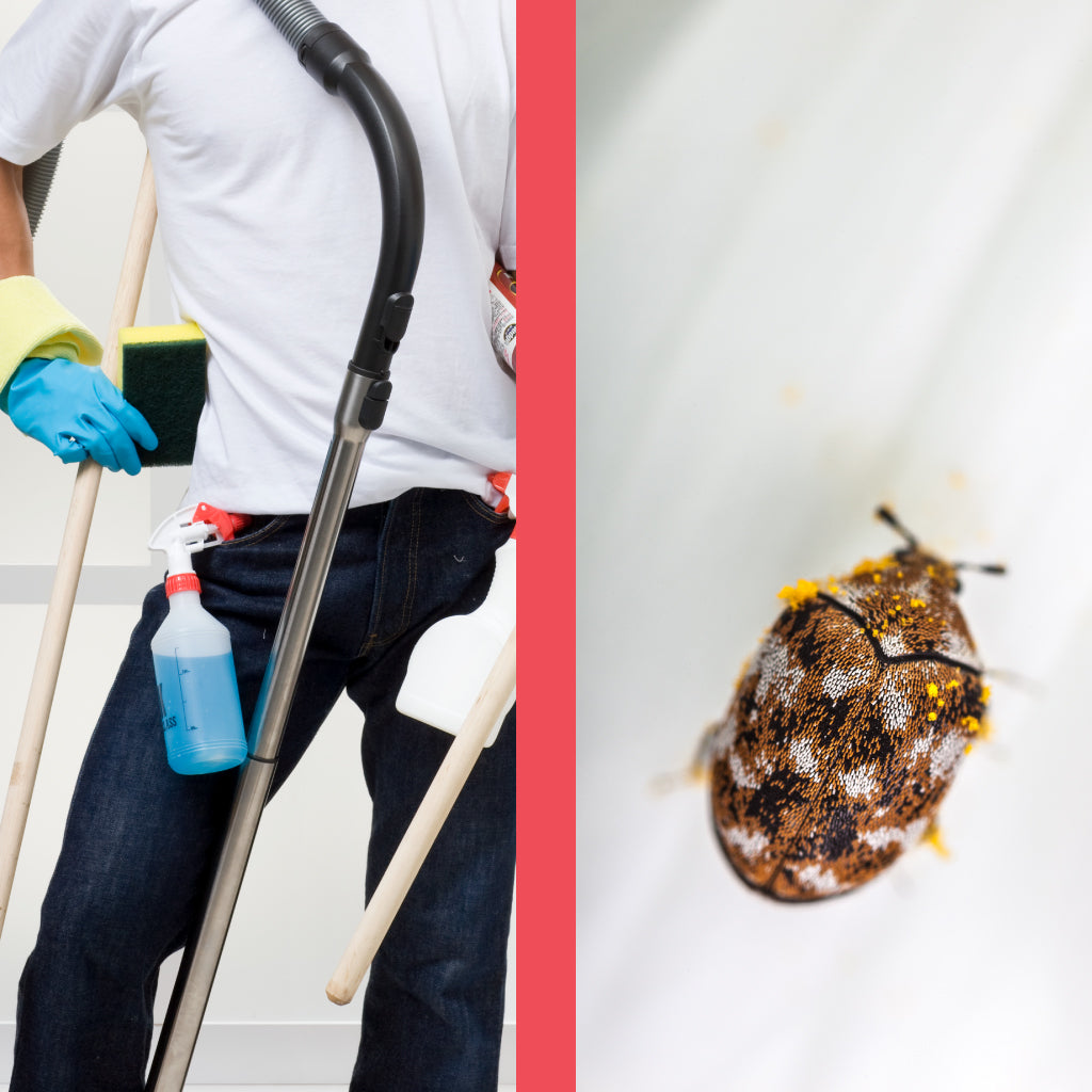 Carpet Beetle Pest Control Methods You Should Try – Pest Supply Canada