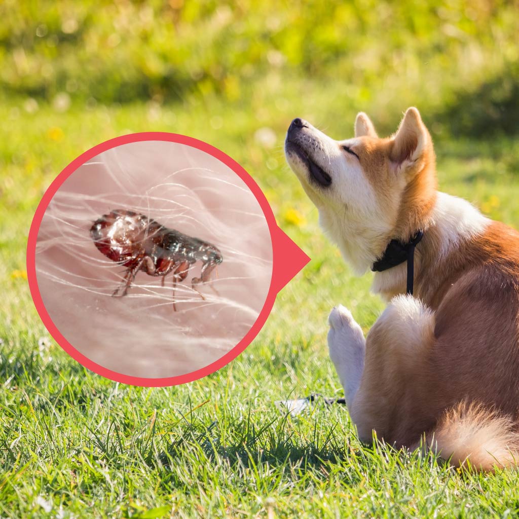 How To Get Rid Of Fleas Outdoors – Pest Supply Canada