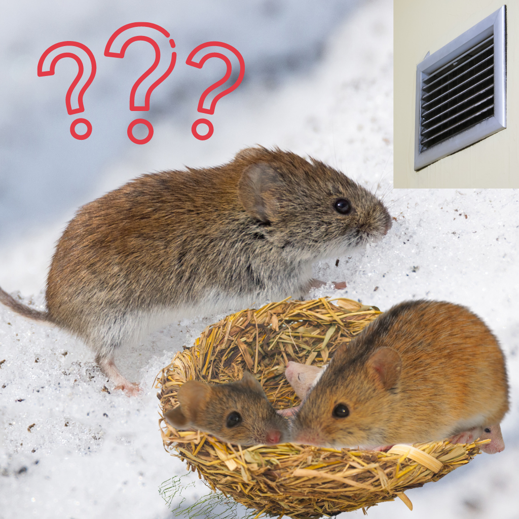 What Do Mice Do In Winter  ABC Humane Wildlife Control and Prevention