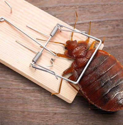 Bed Bug Traps