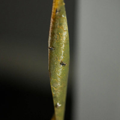 Wilson FLYOUT - Flying Insect Ribbon