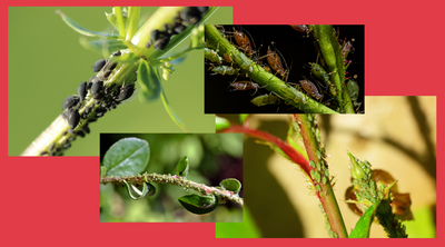 Aphids: What are these Pests and Why You Should Get Rid of Them