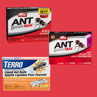 How to Use Ant Bait Stations for Controlling Ant Infestations