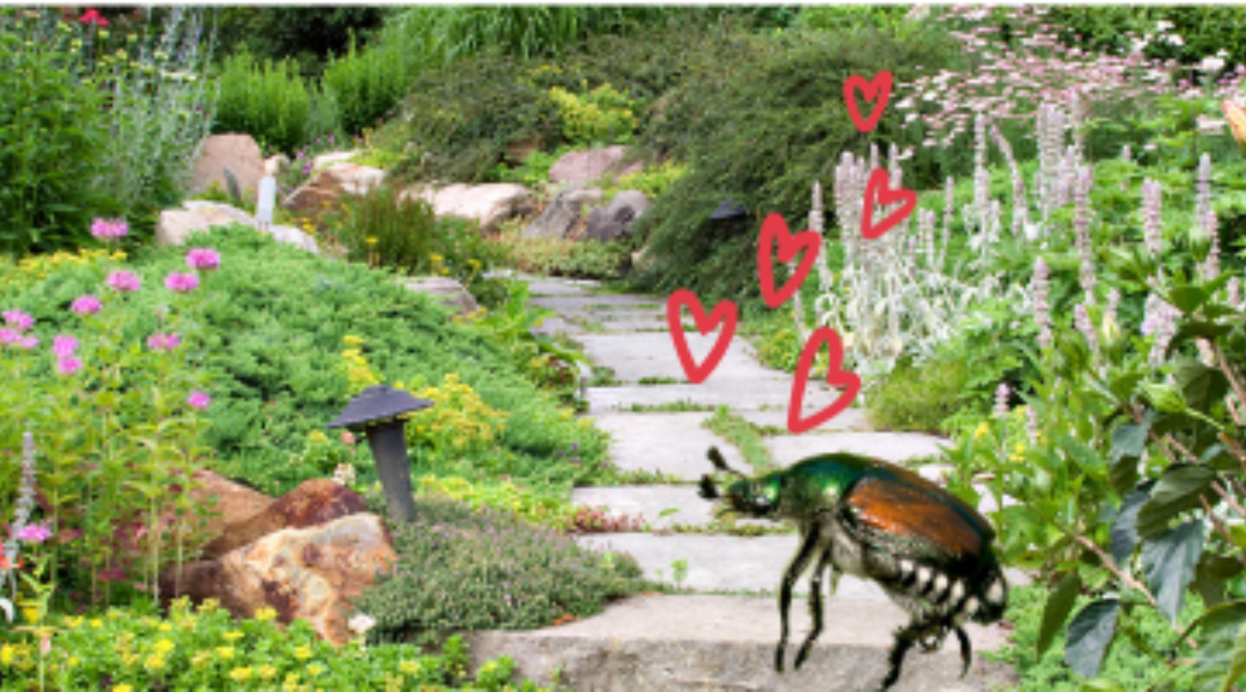 Japanese Insect. Shop What Attracts Japanese Beetles – Pest Supply Canada