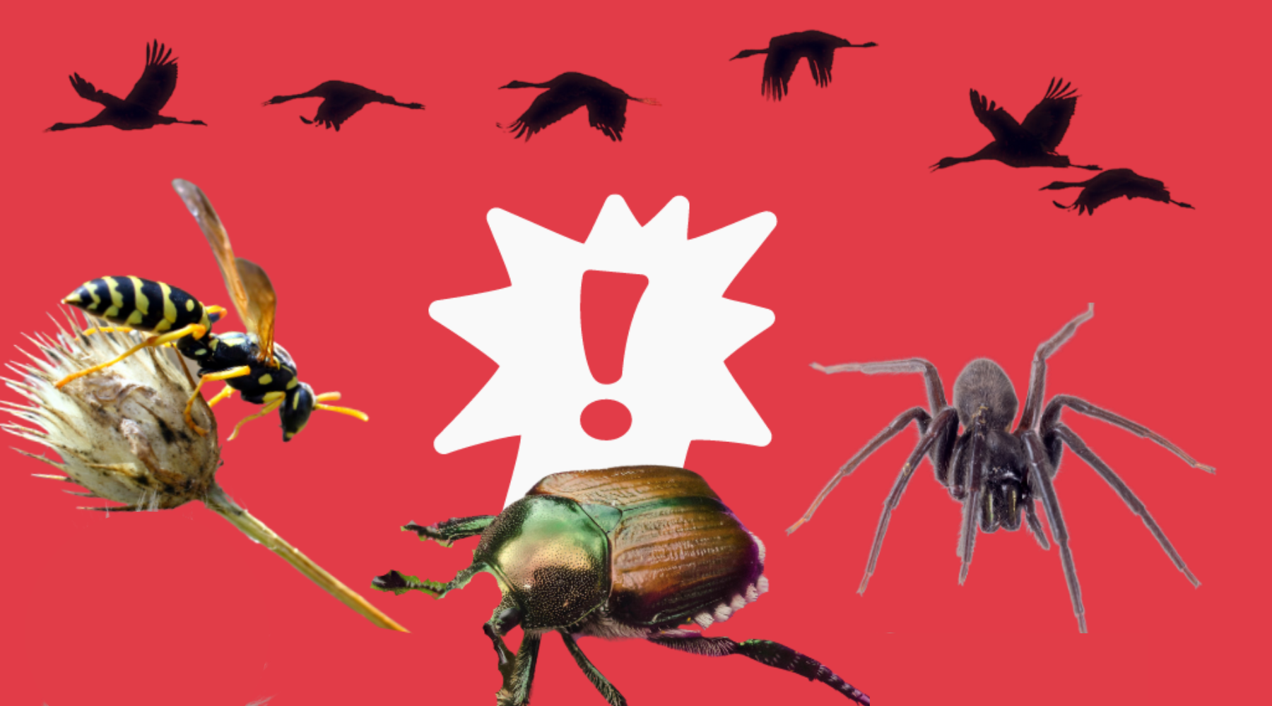 Japanese Insect Predators Do Japanese Beetles Have Any Natural Predators – Pest Supply Canada