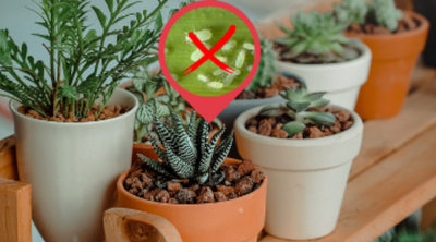 Different Ways to Get Rid of Aphids Effectively