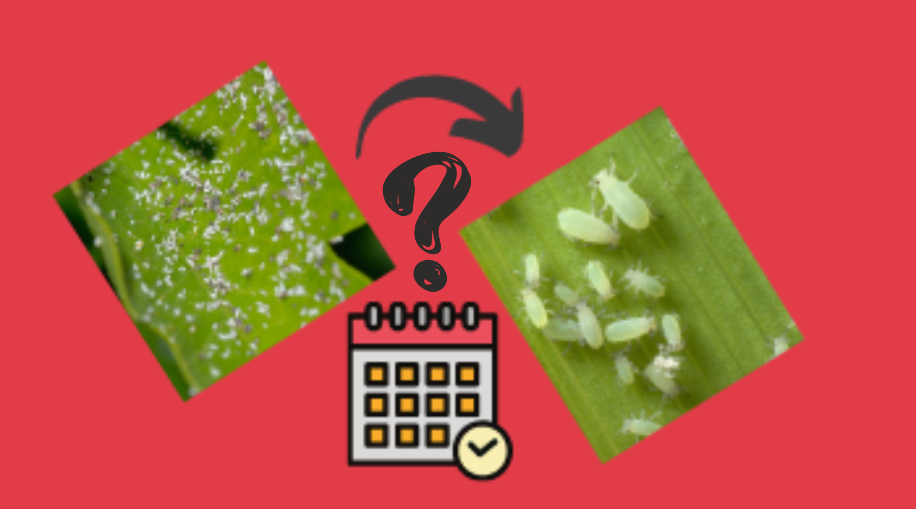 Aphid Life Cycle: From Eggs to Maturity – Pest Supply Canada