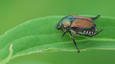 Is the Japanese Beetle an Invasive Species