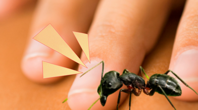 Do Carpenter Ants Bite?