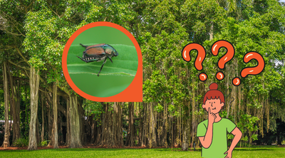 Do Japanese Beetles Damage Trees?