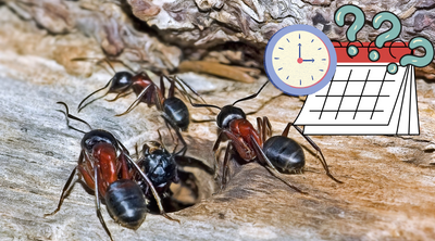 How Long Do Ants Live?