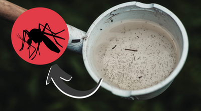 Mosquito Larvae: What they look Like and How to Get Rid of Them