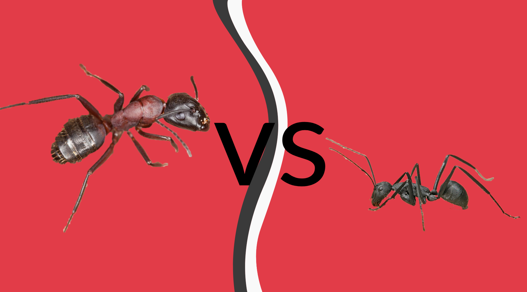 Black Ants Vs Carpenter Ants
