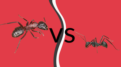 Carpenter Ants vs Black Ants