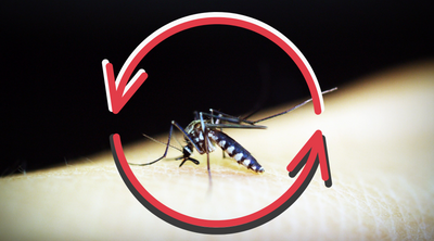 Mosquito Lifespan: How Long Do They Live?