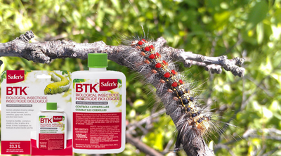 What is BTK Insecticide?