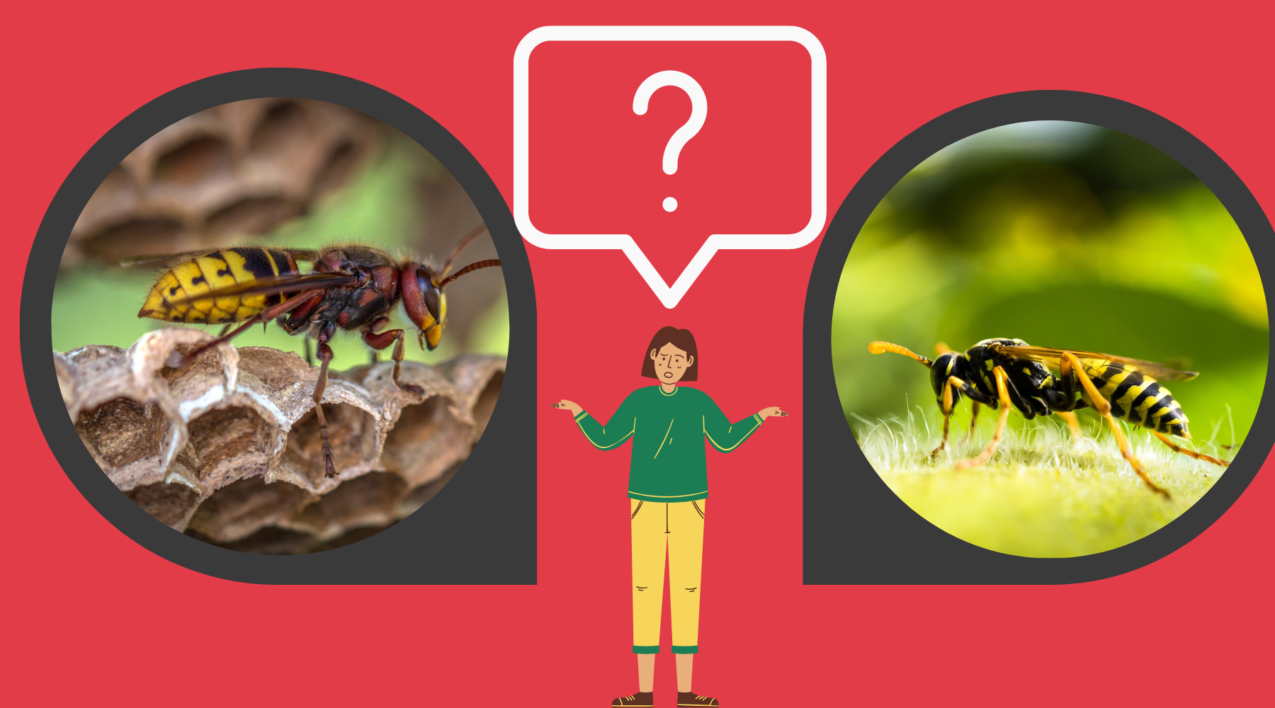 Paper Wasp vs Yellow Jacket: Which Insect is Infesting Your Property