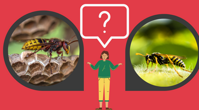 Paper Wasp vs Yellow Jacket: Which Insect is Infesting Your Property?