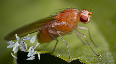 Fruit Fly Eggs: What They Look Like and How to Eliminate Them