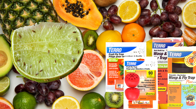 Terro Fruit Fly Traps: Options for Your Fly and Fruit Fly Problems