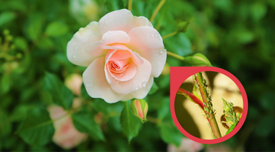 Aphids on Roses – How to Get Rid of Aphids on Roses