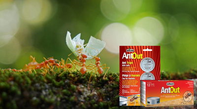 How Do Ant Traps Work? How to Make It More Effective?