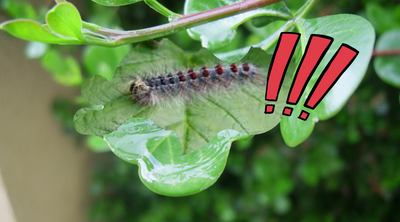 Gypsy Moth Caterpillar: What They Look Like and How to Eliminate Them