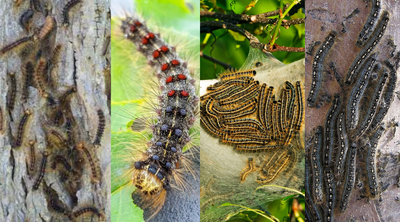 Gypsy Moth Caterpillar Pictures