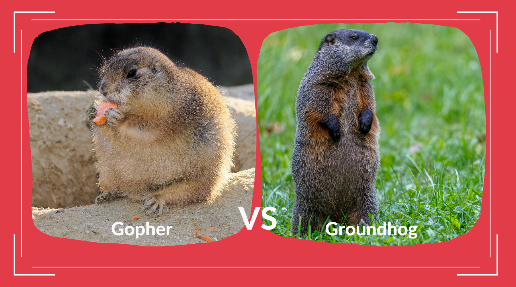 Gopher vs Groundhog: Which is Which? – Pest Supply Canada