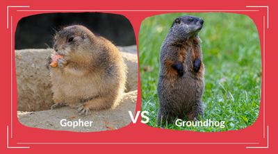 Gopher vs Groundhog: Which is Which?