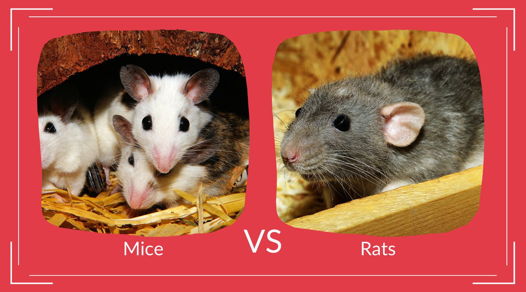 Mouse Rat Rabbit Mice VS Rats – Pest Supply Canada