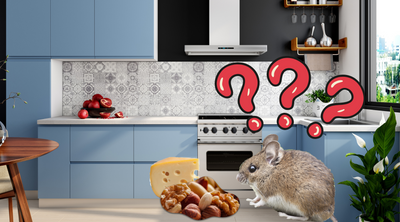 What Do Mice Eat?