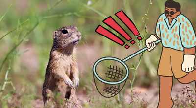 How to Trap a Gopher