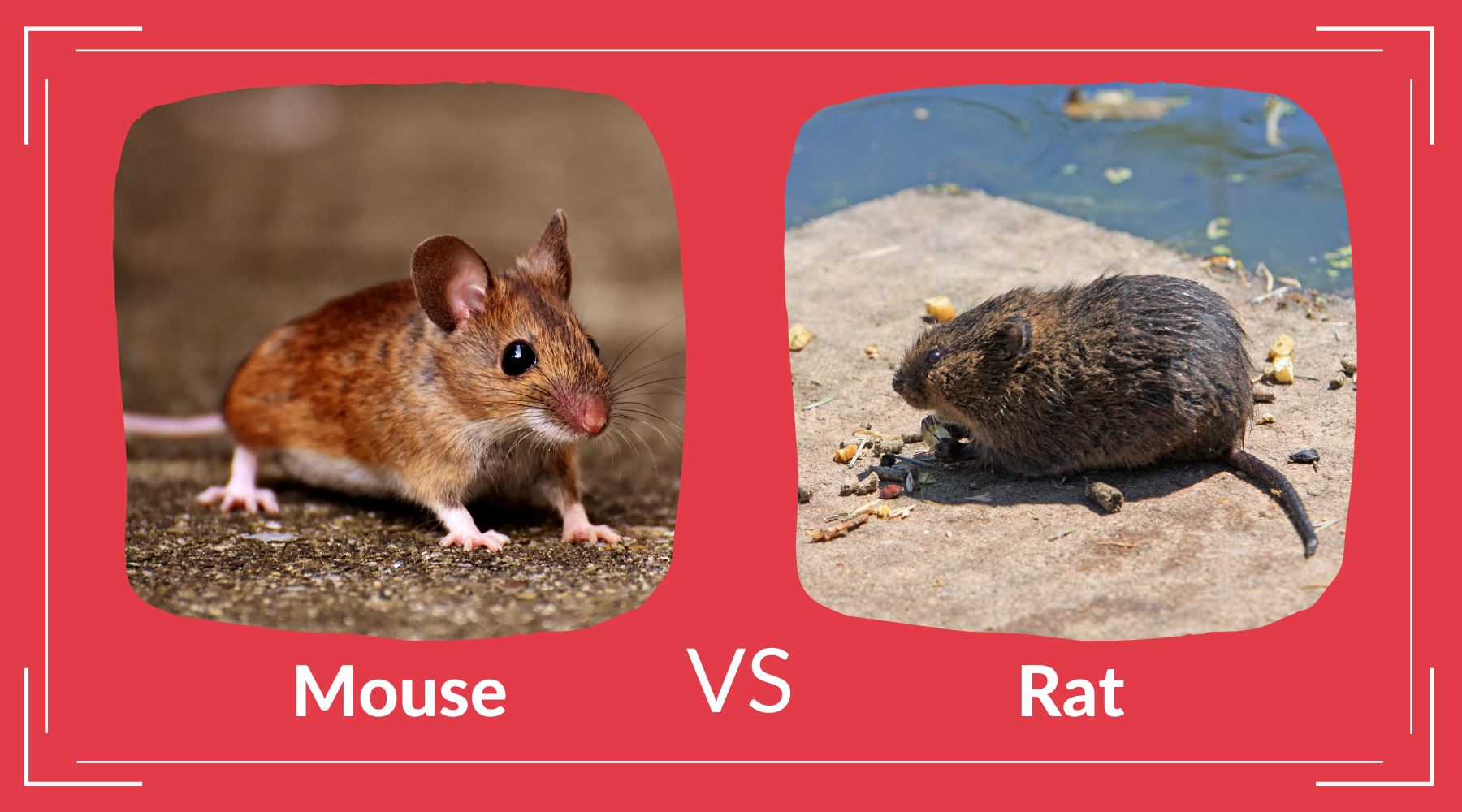 Mouse vs Rat – Pest Supply Canada