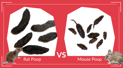 Rat Poop vs Mouse Poop