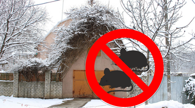 How to Keep Mice Out of Garage in Winter