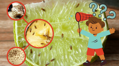 How to Catch Fruit Flies in the House