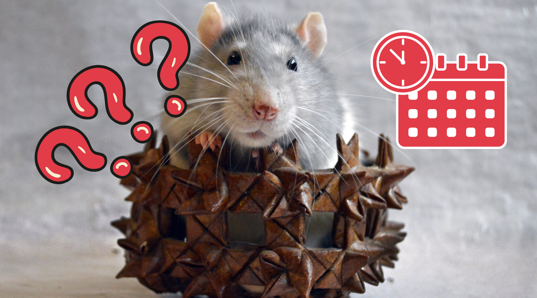 How Long Do Rats Live? – Pest Supply Canada