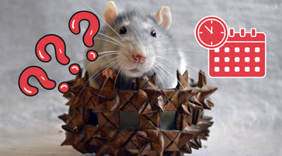 How Long Do Rats Live?