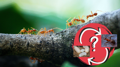 Ant Reproduction 101 - How Do Ants Reproduce