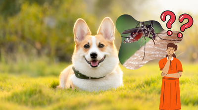 Can Dogs Get Mosquito Bites
