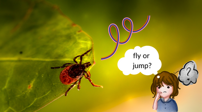 Do Ticks Fly or Jump?