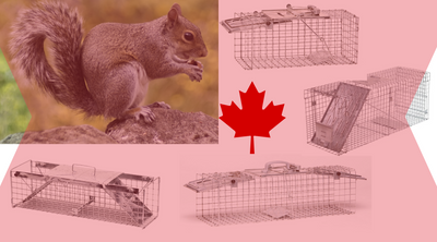 Squirrel Trap Canada